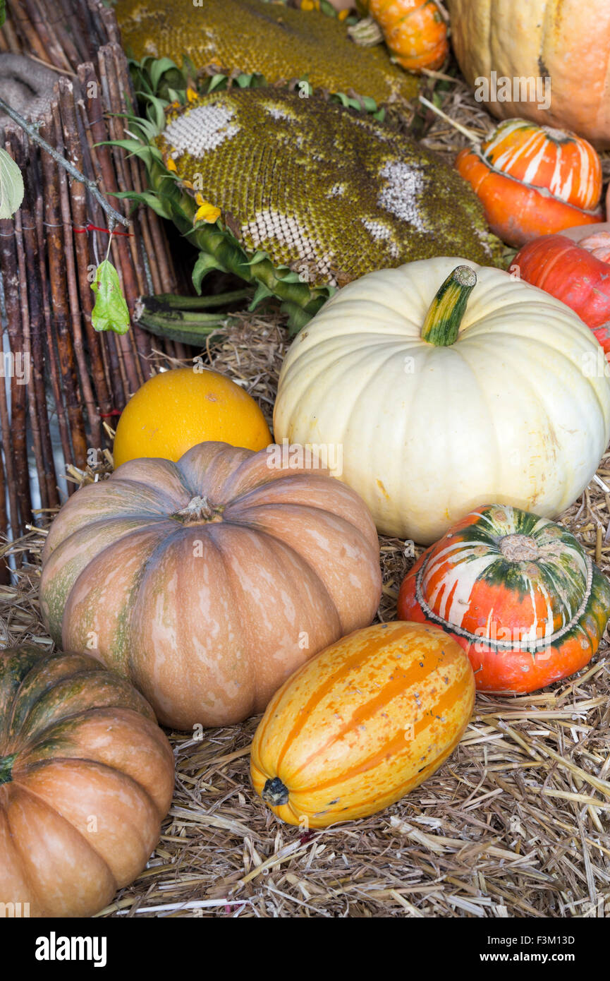 Pumpkin and Gourd display at an Show. UK Stock Photo Alamy