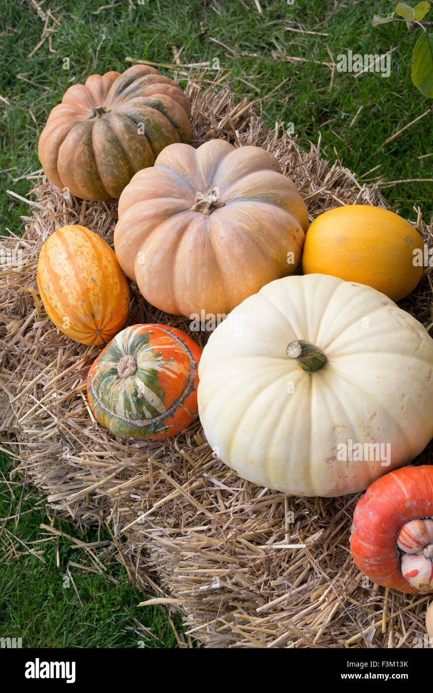 Pumpkin and Gourd display at an Autumn Show. UK Stock Photo