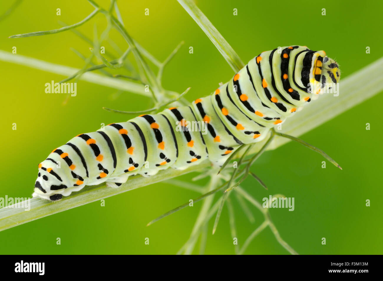 Caterpillar of the Maltese Swallowtail Butterfly eating fennel leaves