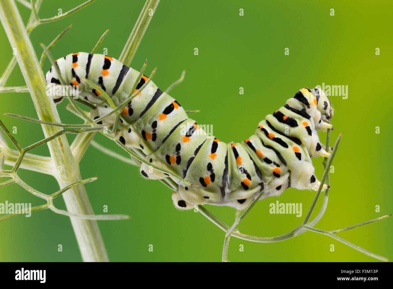 Caterpillar of the Maltese Swallowtail Butterfly eating fennel leaves, 10 days after hatching, about 40 mm long. Stock Photo