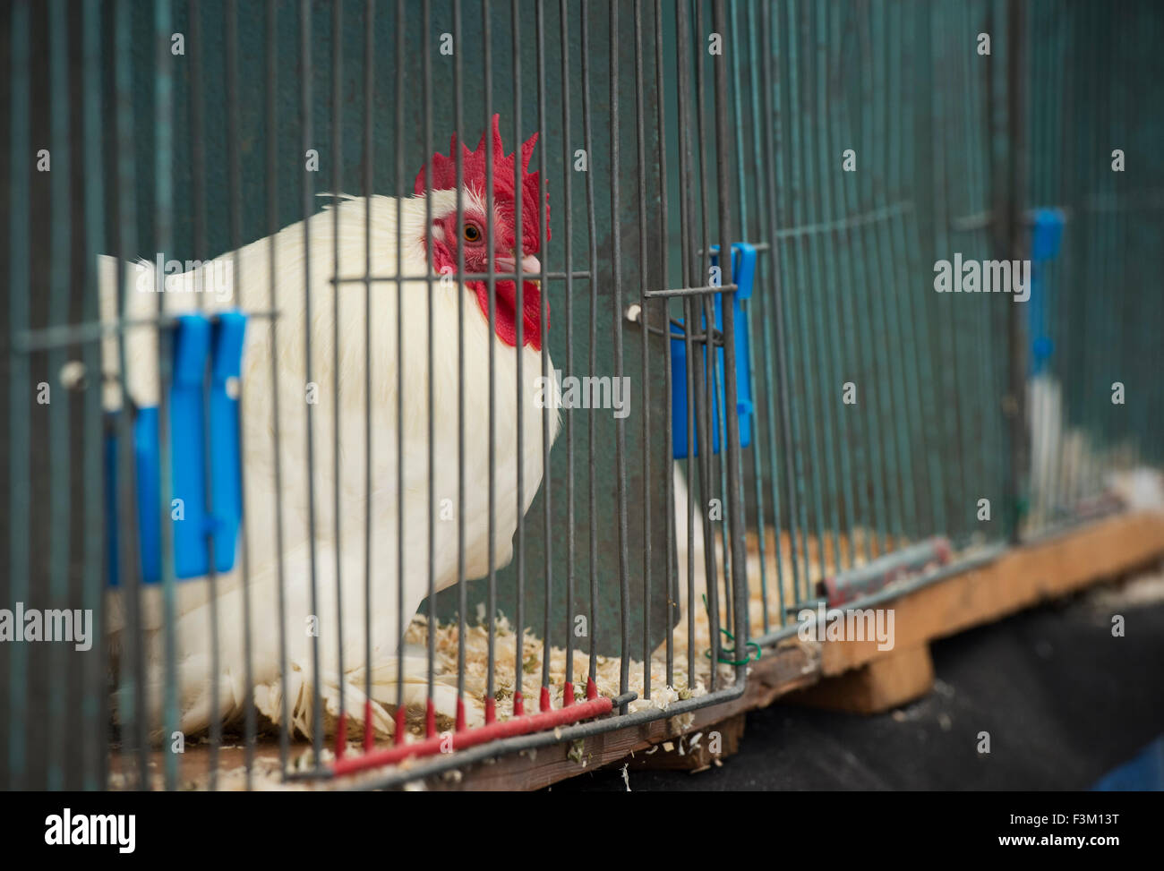 Show chicken in a cage at an autumn show. UK Stock Photo