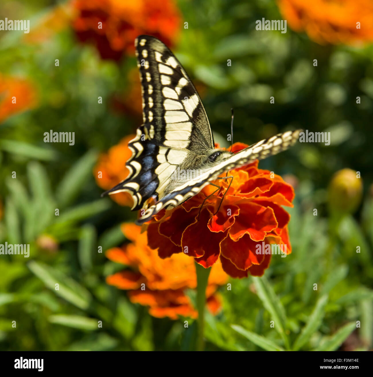 Butterfly papilio machaon on marigold flower. Stock Photo