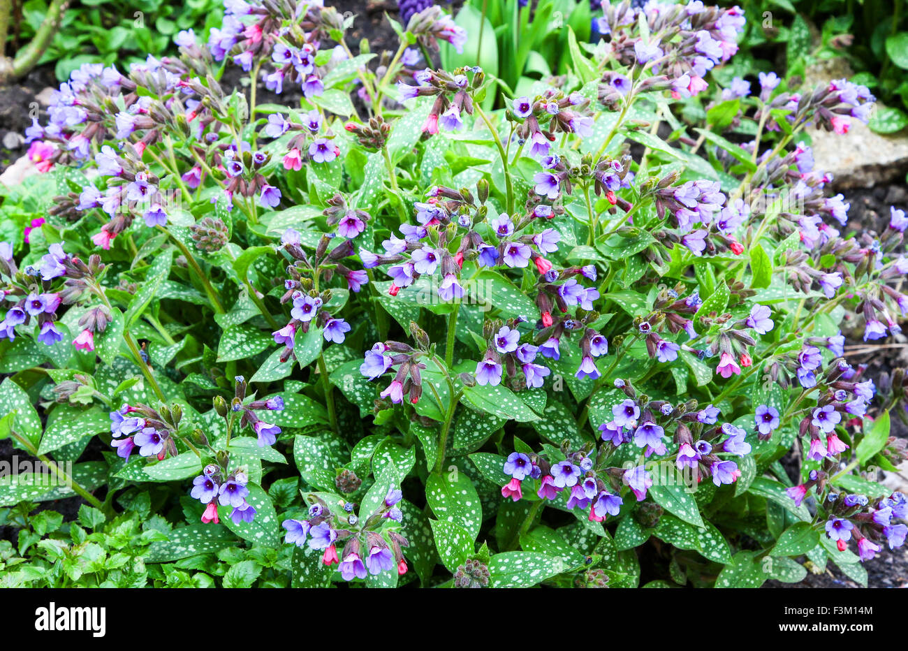 Early spring flowers and spotted leaves of the Lungwort (Pulmonaria saccharate) 'Trevi Fountain' Stock Photo