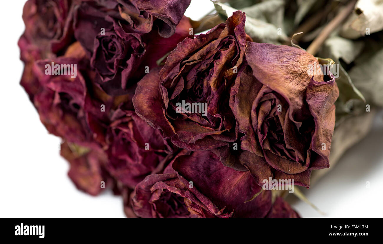 Closeup of withered roses Stock Photo