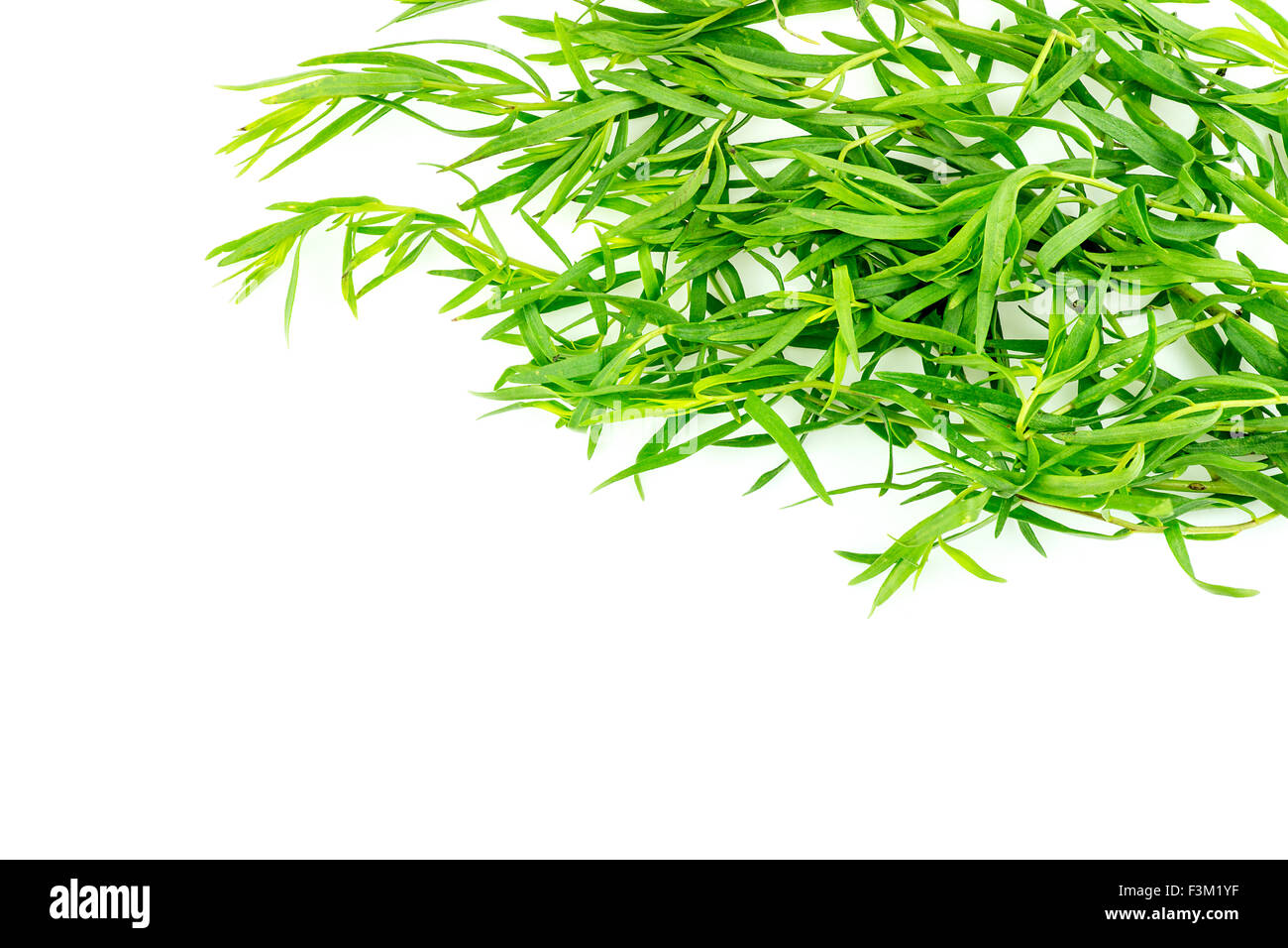 Background texture of tarragon herb seasoning Stock Photo