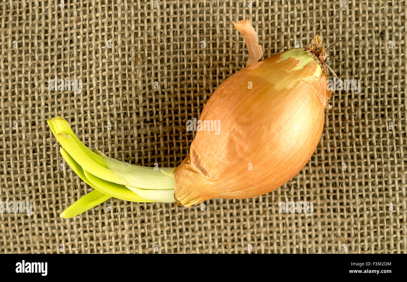 Aerial shot of organic onion on hessian Stock Photo