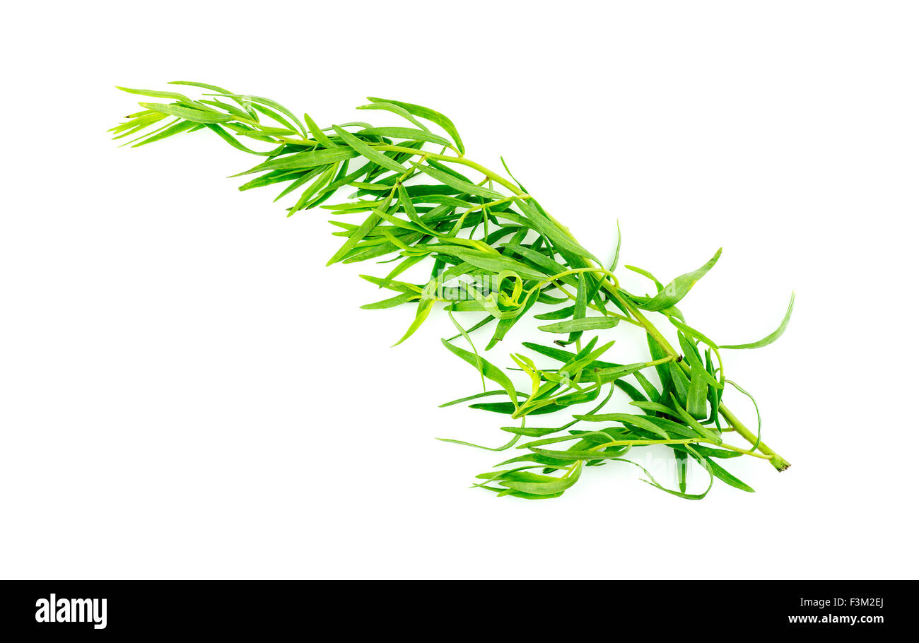Fresh tarragon isolated Stock Photo Alamy