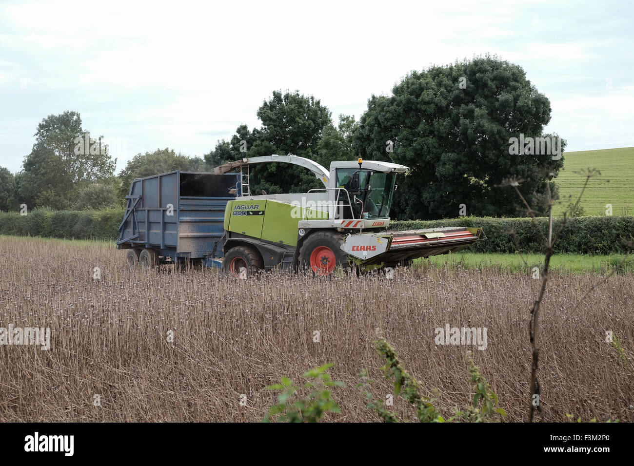 combine Harvester collecting poppy seeds Stock Photo Alamy