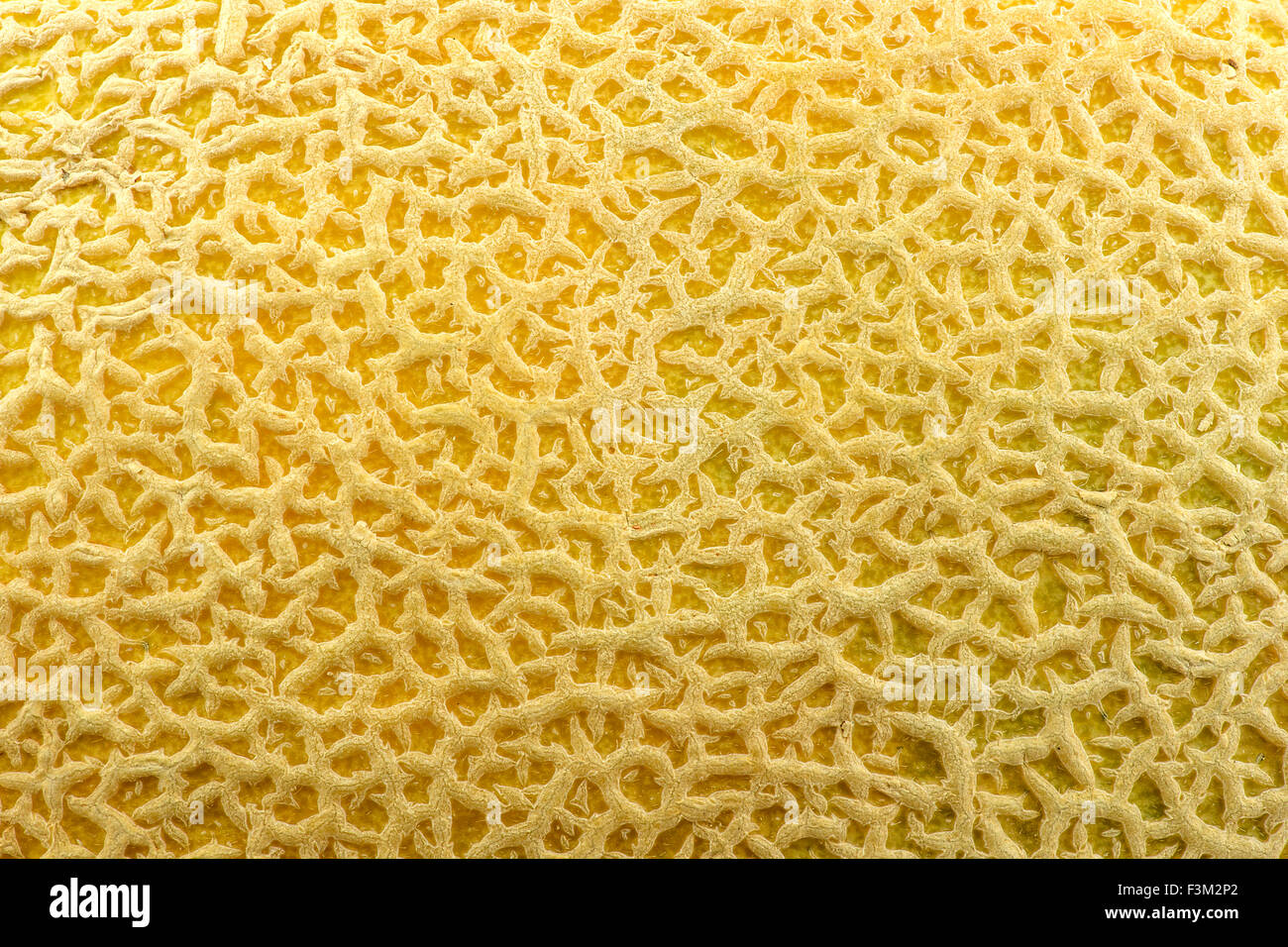 Macro closeup of cantaloupe melon skin background texture Stock Photo Alamy