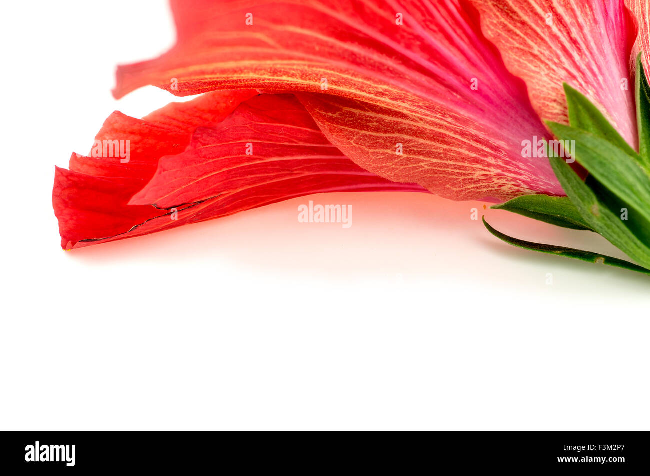 Background texture of gorgeous red pink hibiscus flower Stock Photo