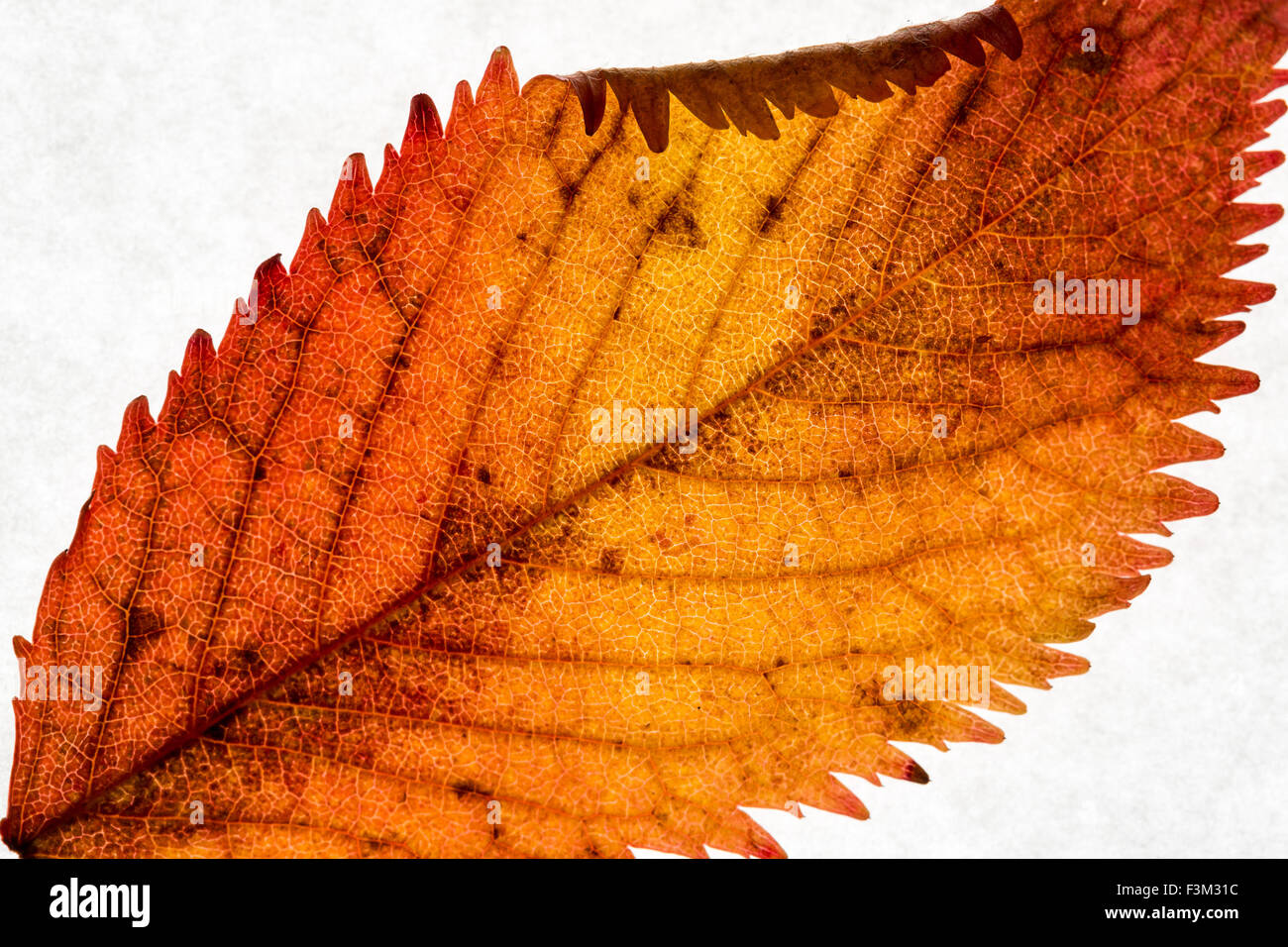 London, UK. 9th October, 2015.  Rich Colours of Autumn Forestry Leaves in close-up Macro Credit:  Guy Corbishley/Alamy Live News Stock Photo