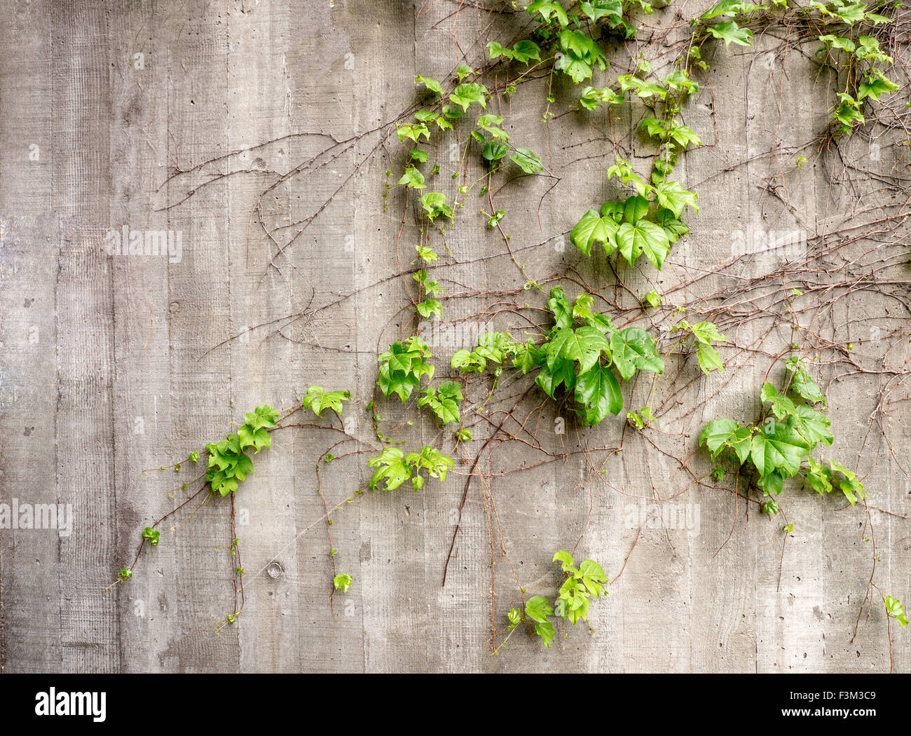 Green Vines Wall