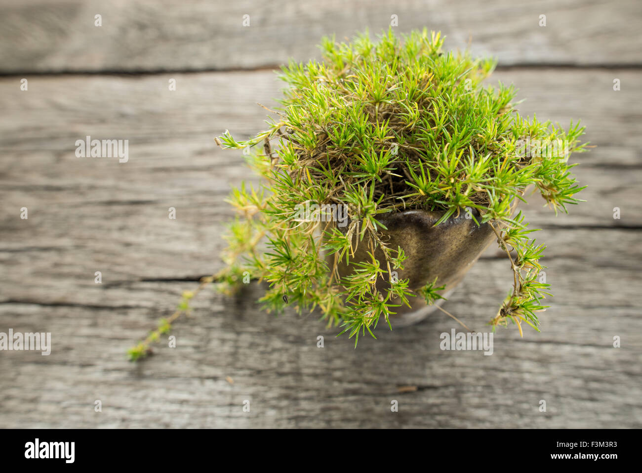 Irish moss (Sagina subulata) in a pot Stock Photo