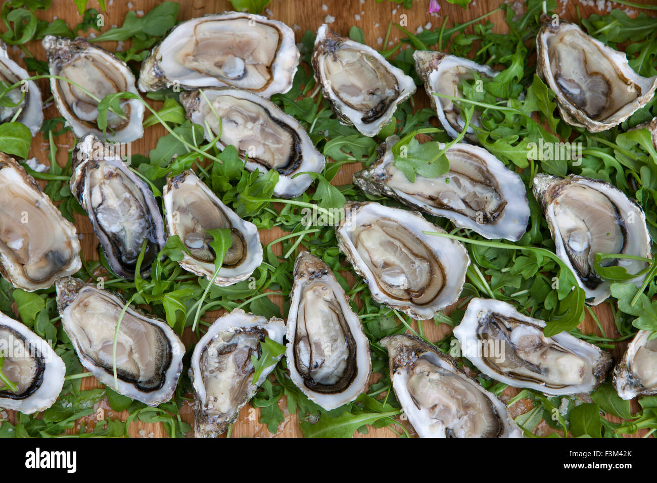 Oysters and rocket. ready to eat Stock Photo