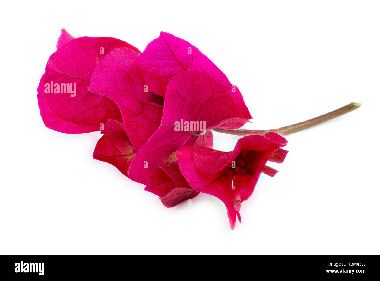 Extreme corner closeup of pink bougainvillea flower Stock Photo