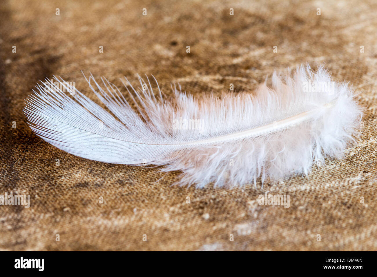 Close up view of white fluffy feather Stock Photo