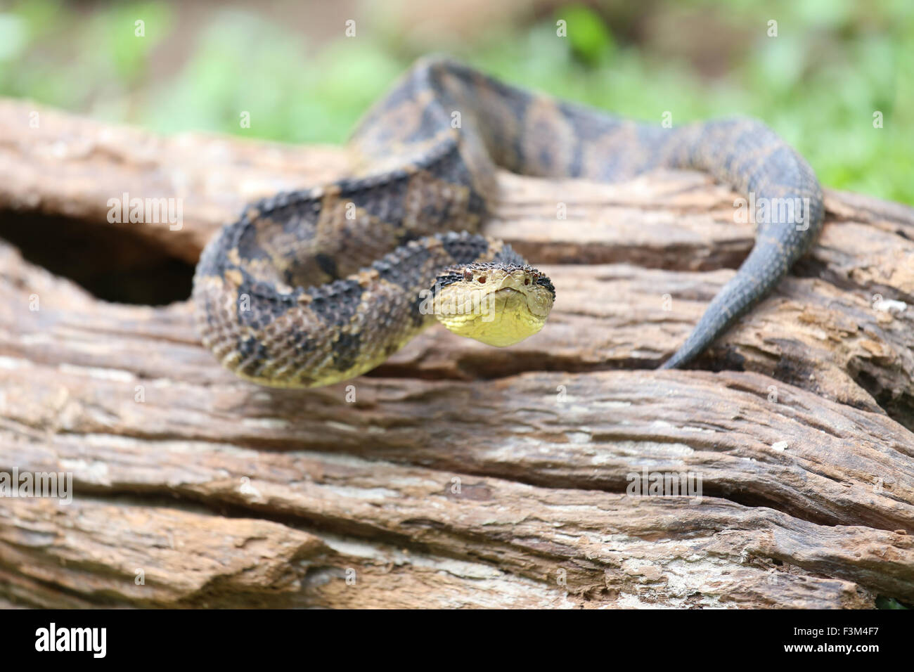 Jumping pit viper hires stock photography and images Alamy