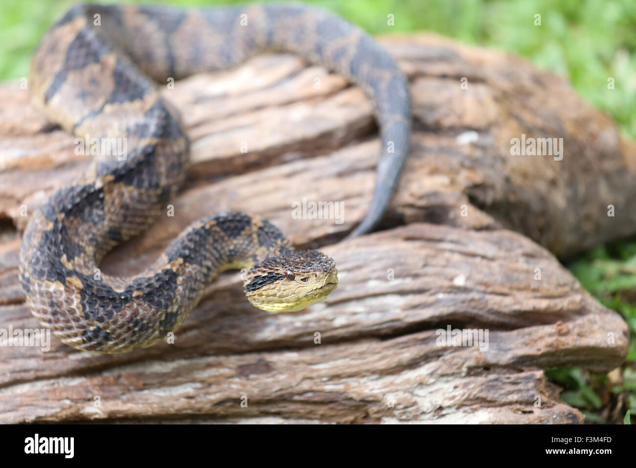 Jumping Pit Viper (atropoides Mexicanus Stock Photo Alamy