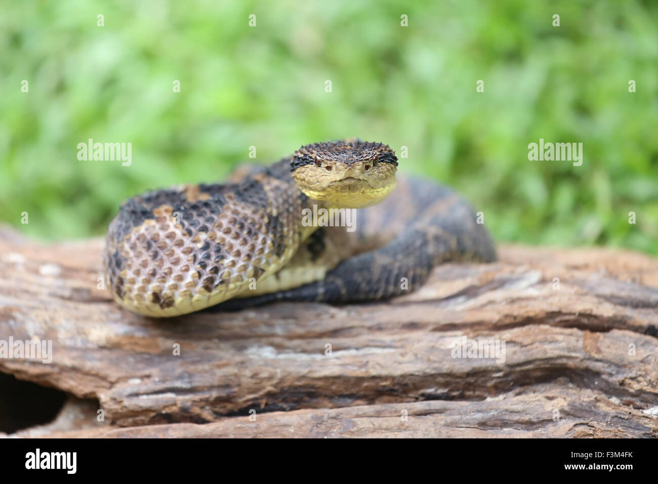 Jumping Pit Viper (atropoides Mexicanus Stock Photo Alamy