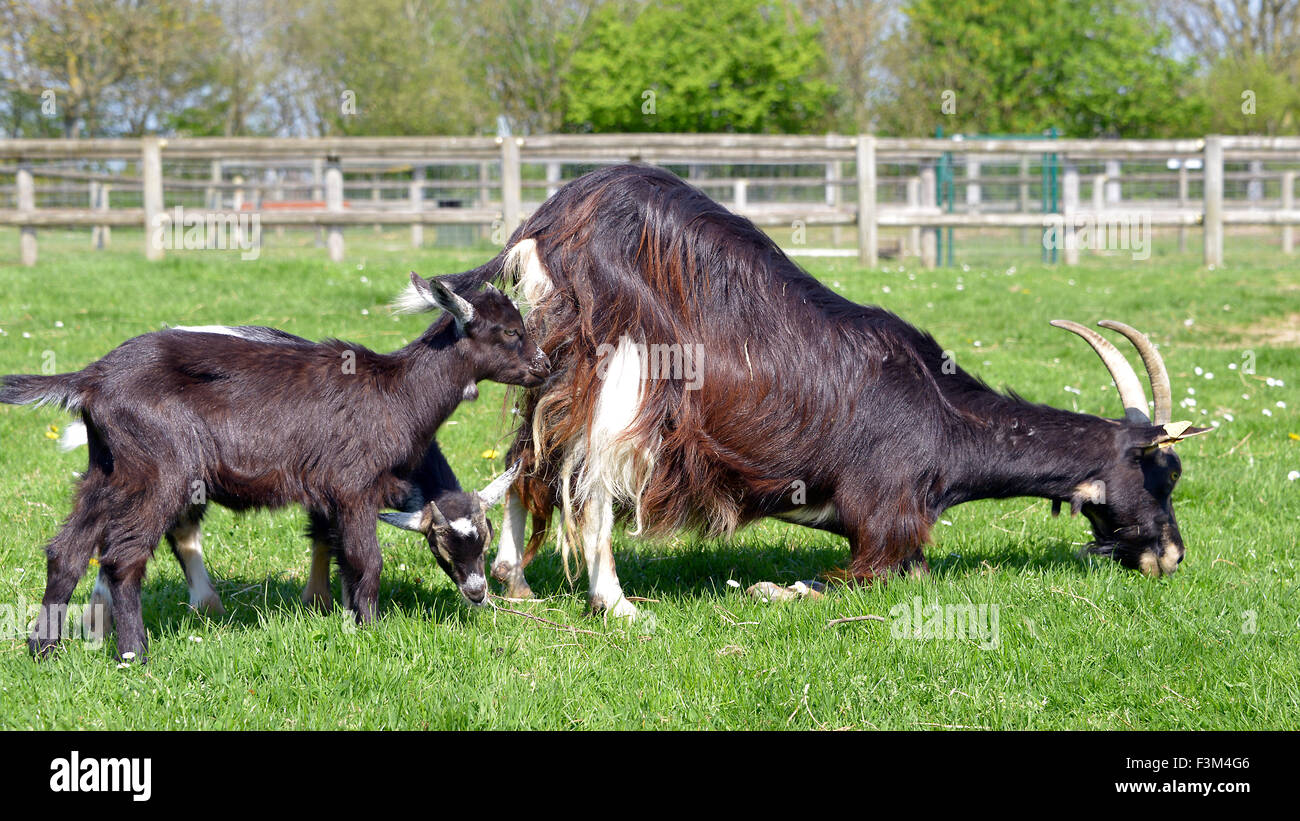 Brown goat with its kids Stock Photo