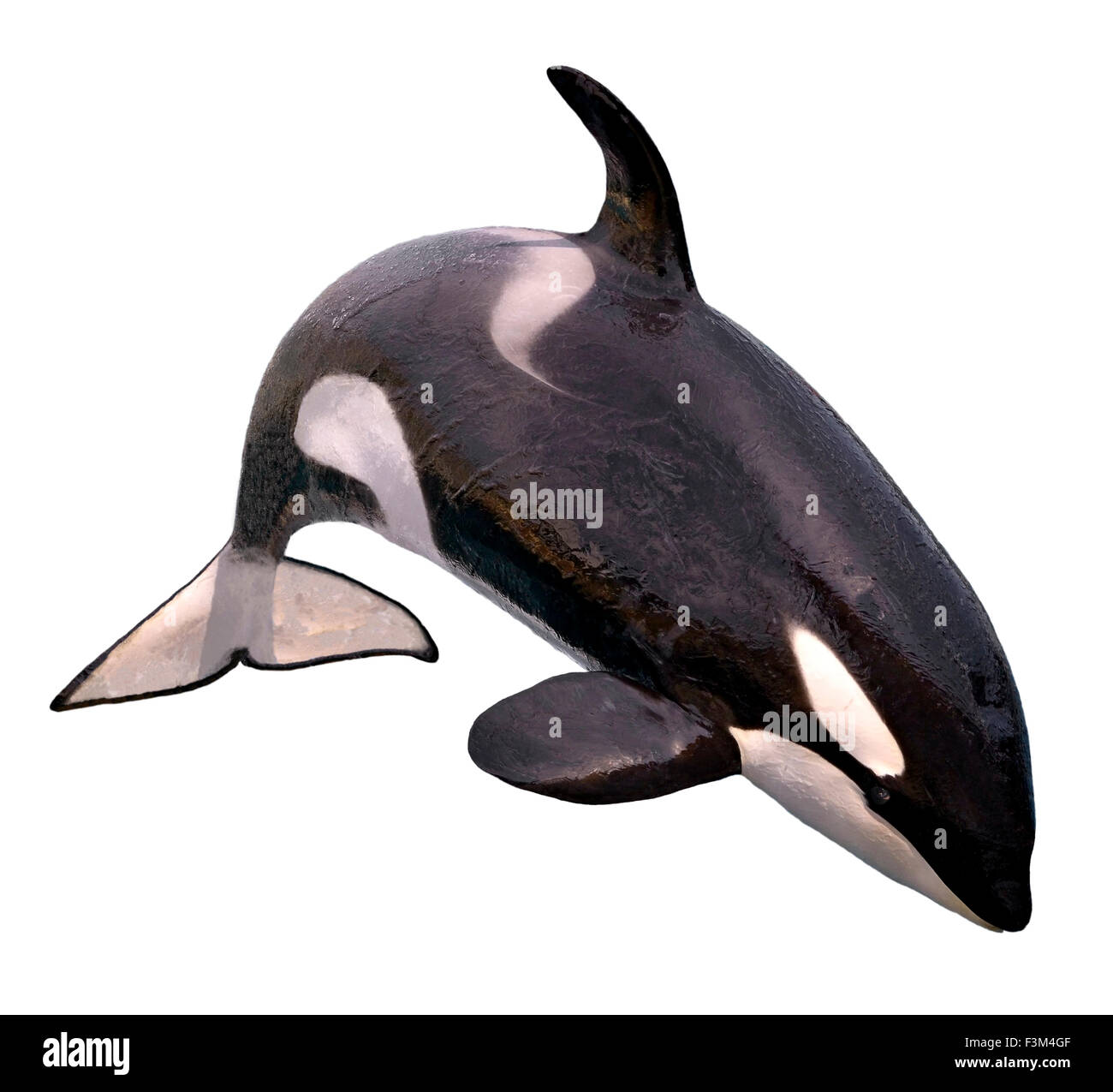 Isolated killer whale jumping Stock Photo