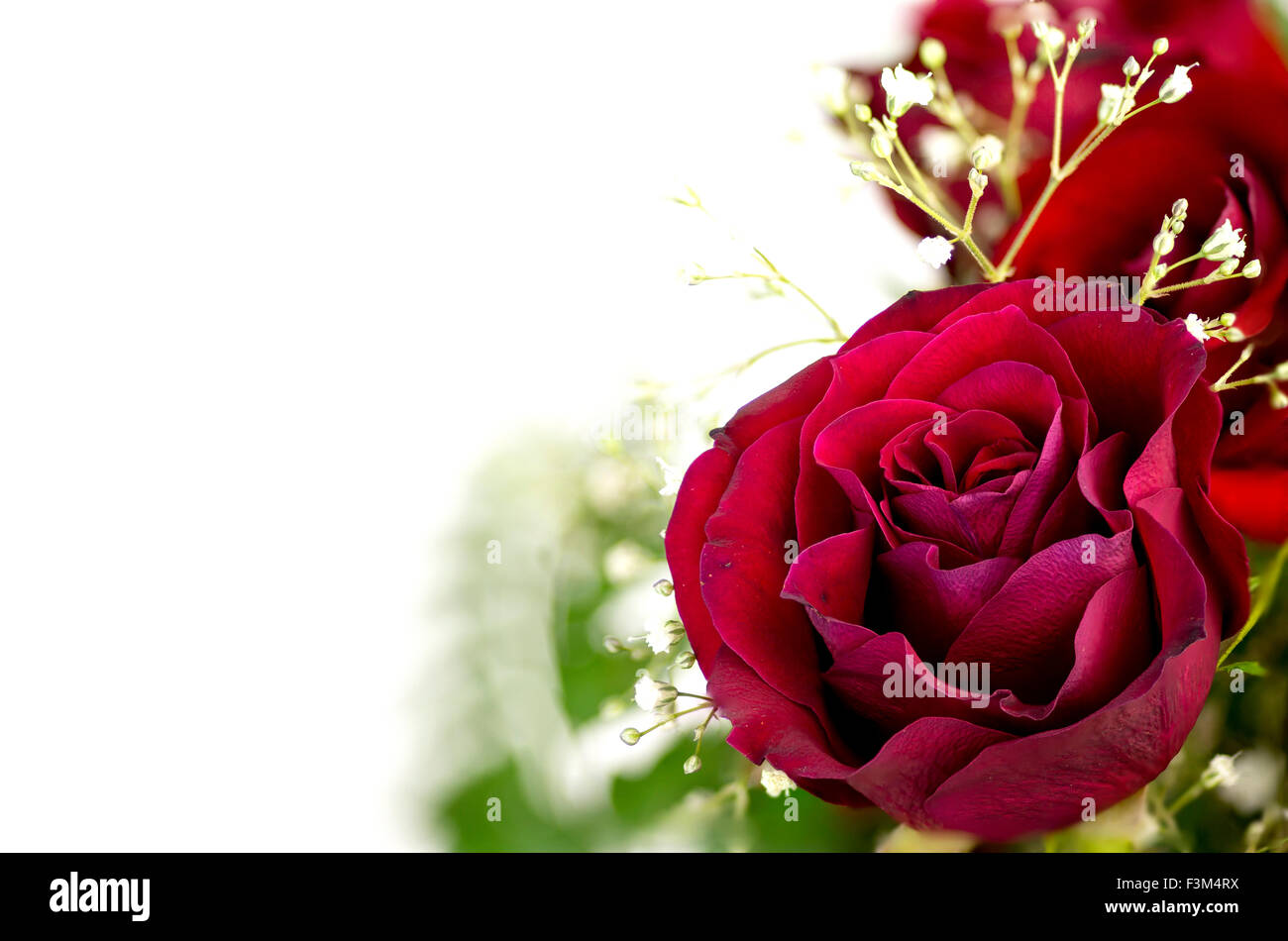Beautiful vibrant red rose with copy space Stock Photo - Alamy