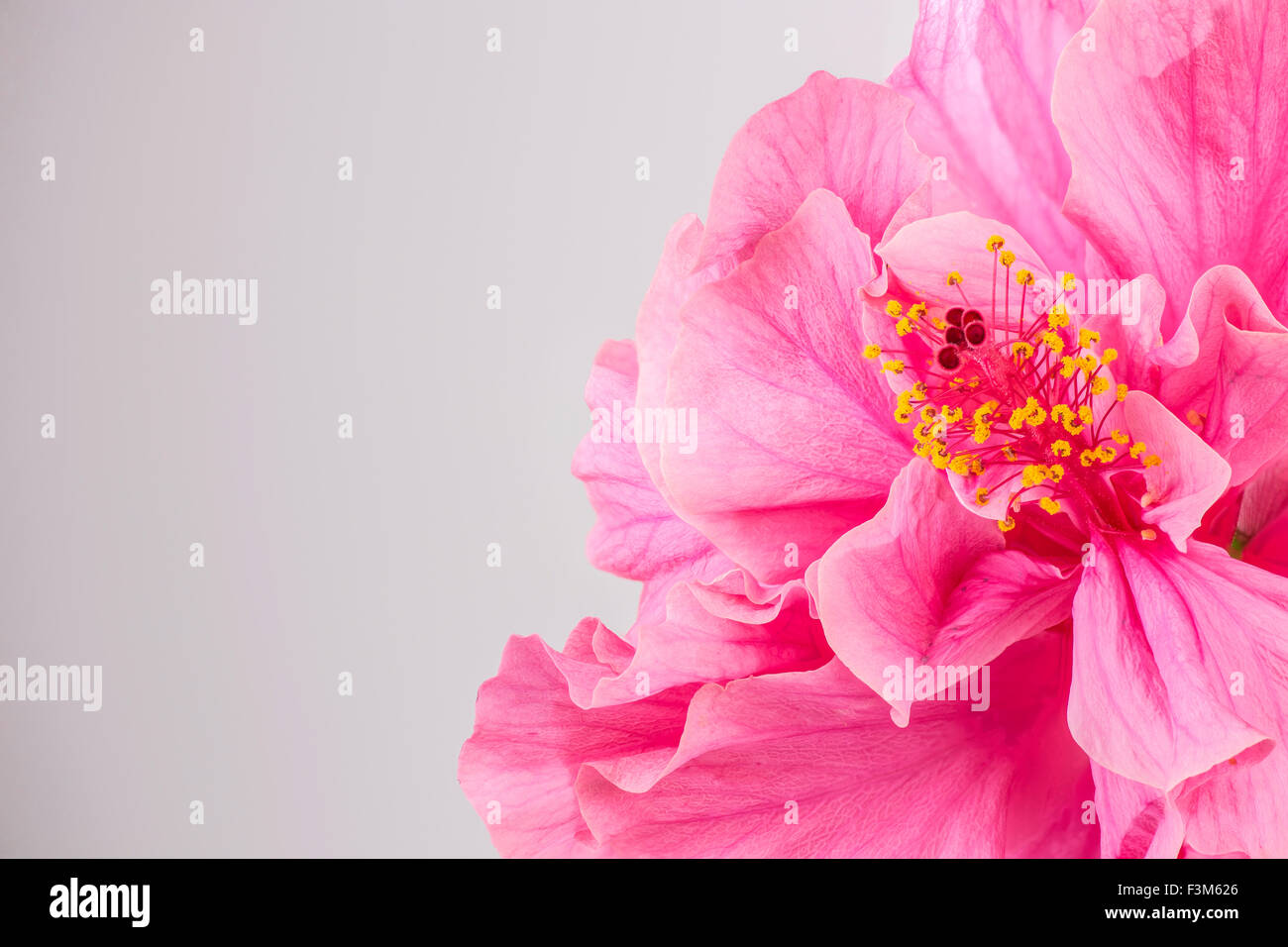 Closeup of beautiful pink hibiscus flower with copyspace Stock Photo