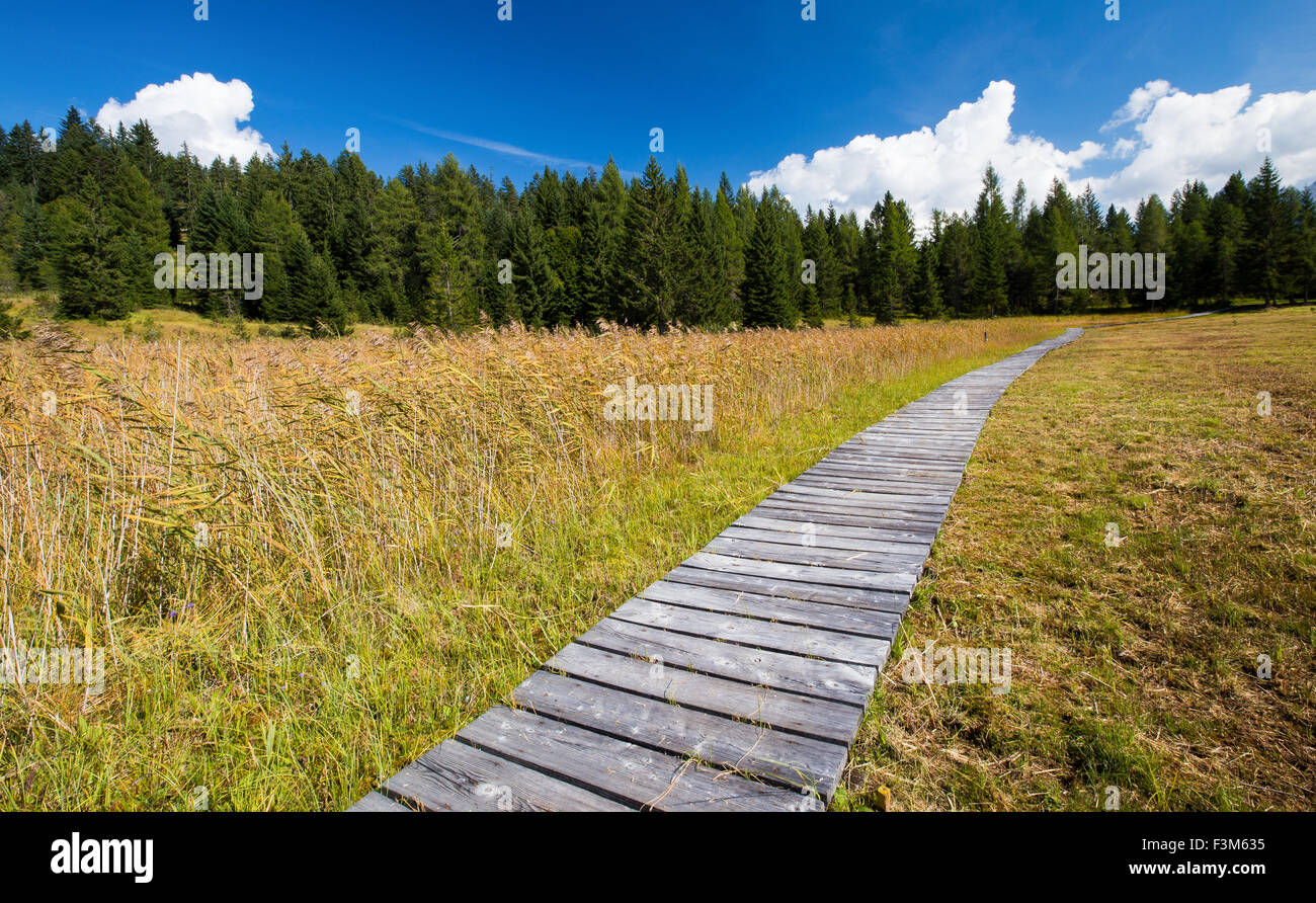 The Peat bogs of Danta di Cadore (Eastern Val di Ciampo). Veneto, Italian Alps, Europe. Stock Photo