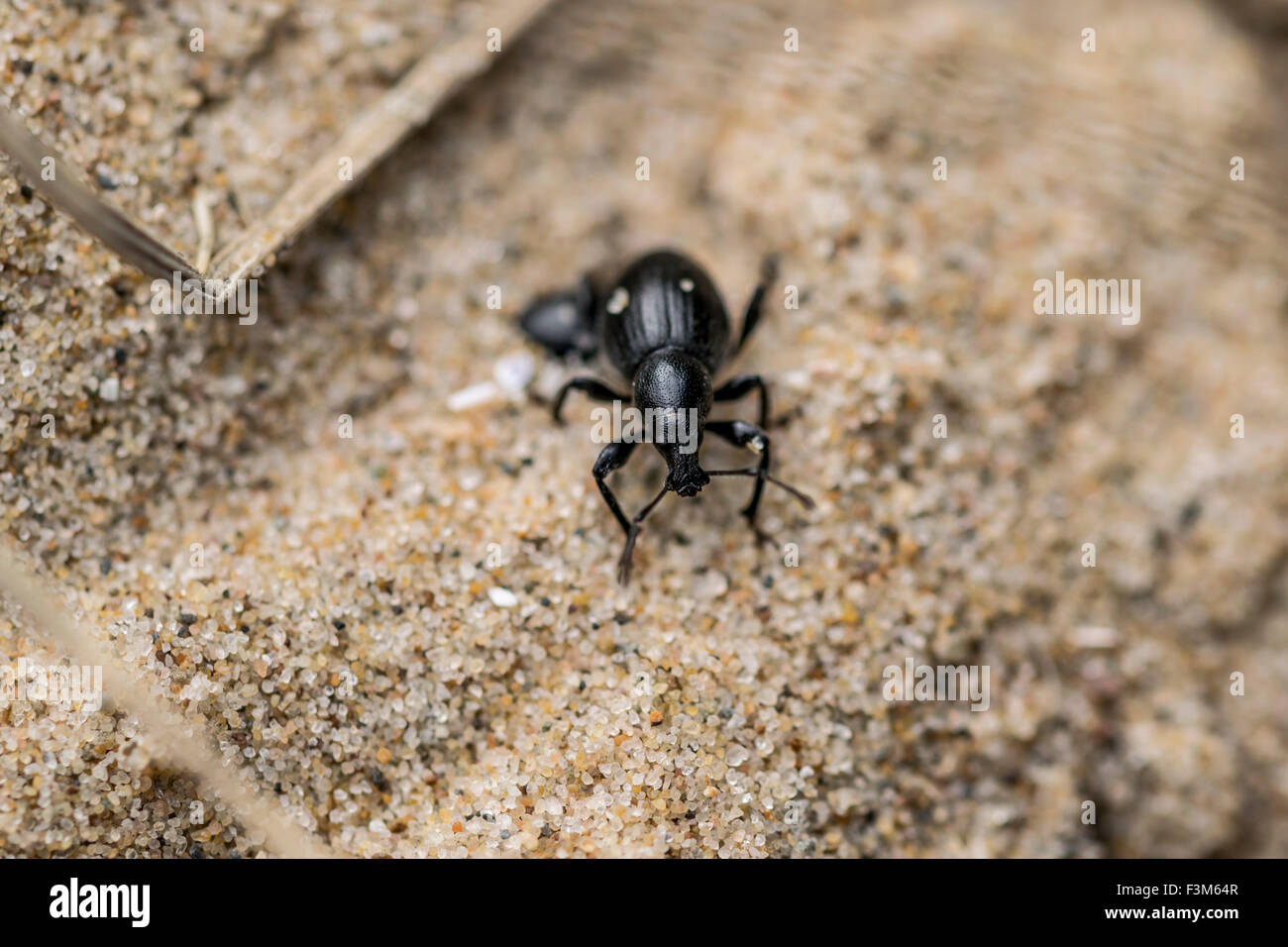 Black Marram Weevil Otiorhynchus atroapterus on the sand dunes at Morfa Conwy North Wales coast. Stock Photo