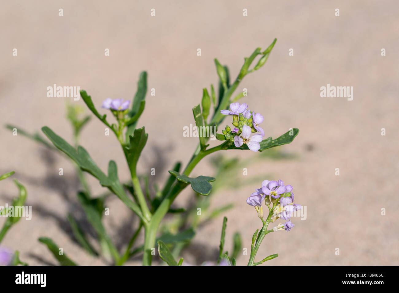Sea Rocket Cakile Maritima Stock Photo Alamy