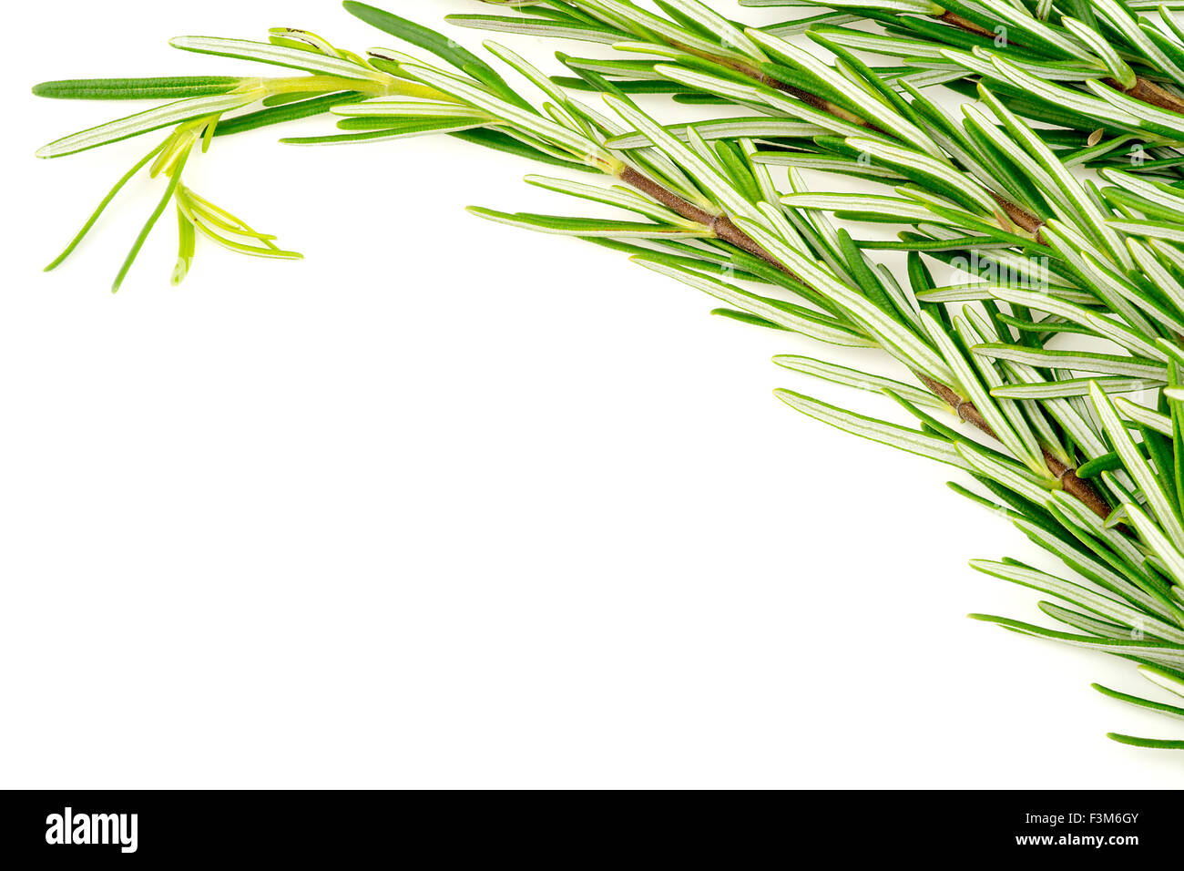Background texture of organic rosemary bunch on white with copyspace ...