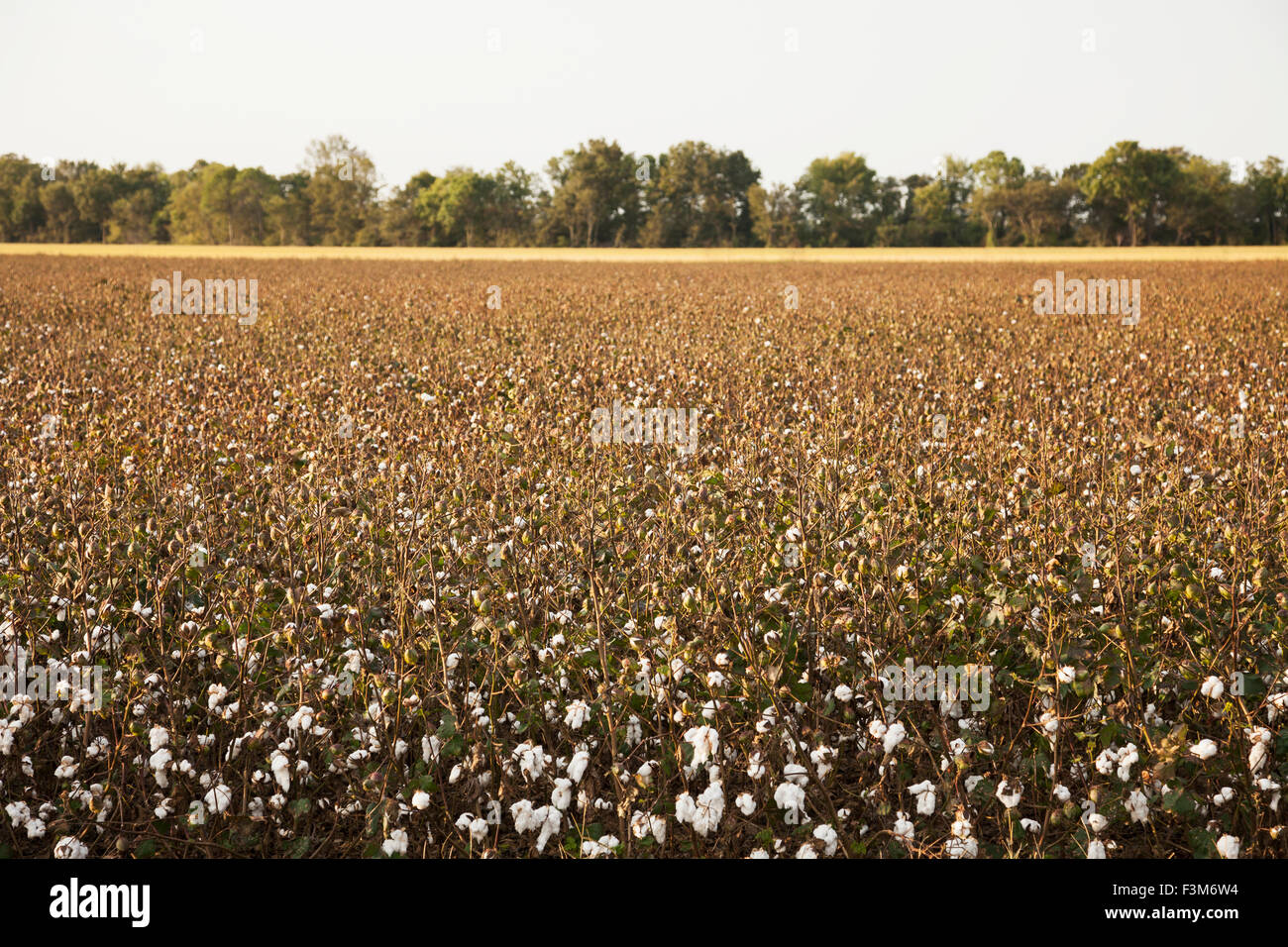 Cotton storage building hires stock photography and images Alamy