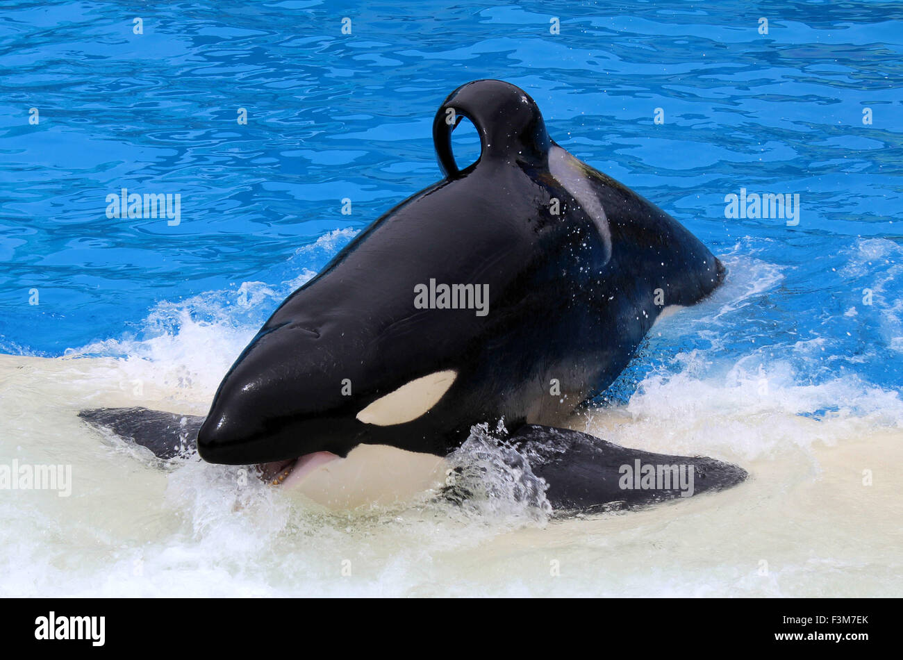 SAN DIEGO, CA, USA JUNE 18, 2015 SeaWorld San Diego Killer Whale