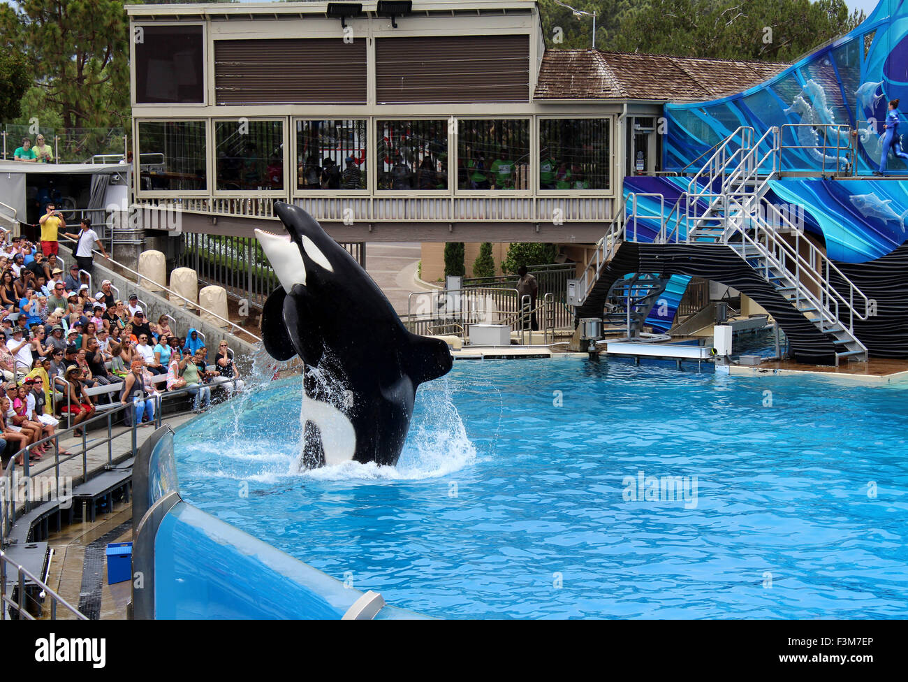 SAN DIEGO, CA, USA - JUNE 18, 2015: SeaWorld San Diego Killer Whale (orca) Exhibit. Stock Photo