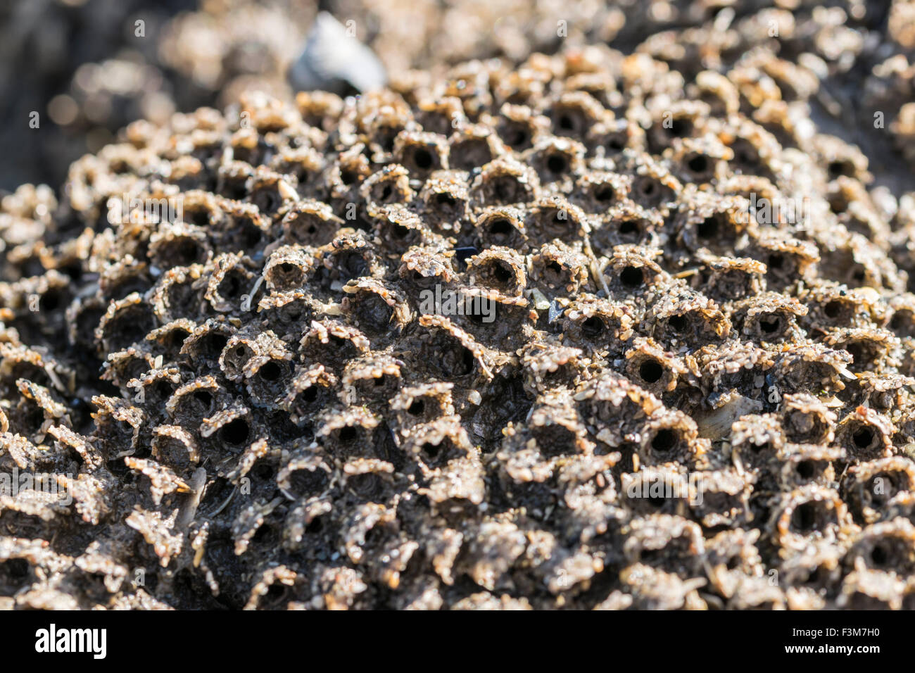 Honeycomb worm (Sabellaria alveolata) reefs at Llanddulas on the North Wales coast Stock Photo