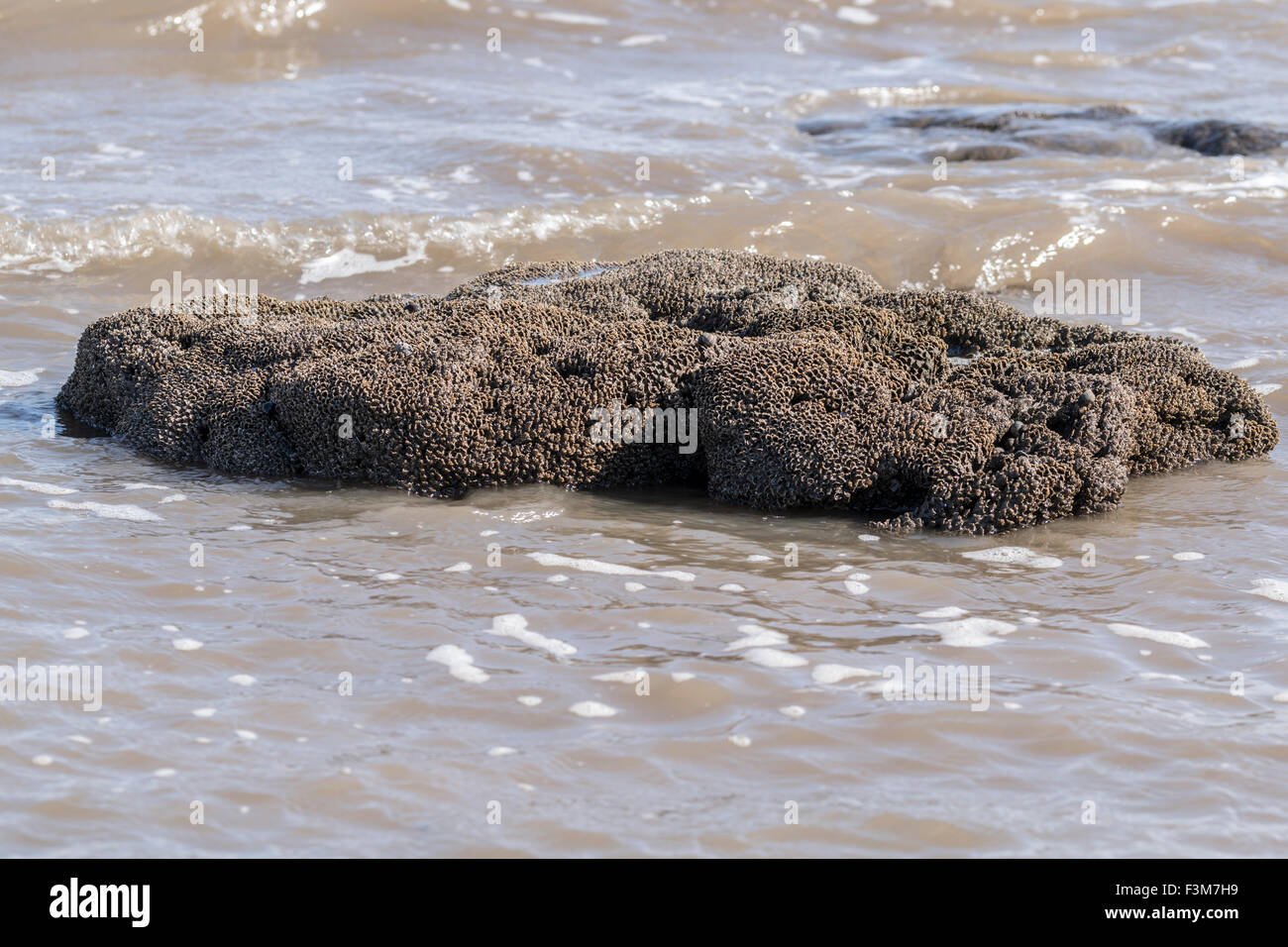 Honeycomb worm (Sabellaria alveolata) reefs at Llanddulas on the North Wales coast Stock Photo