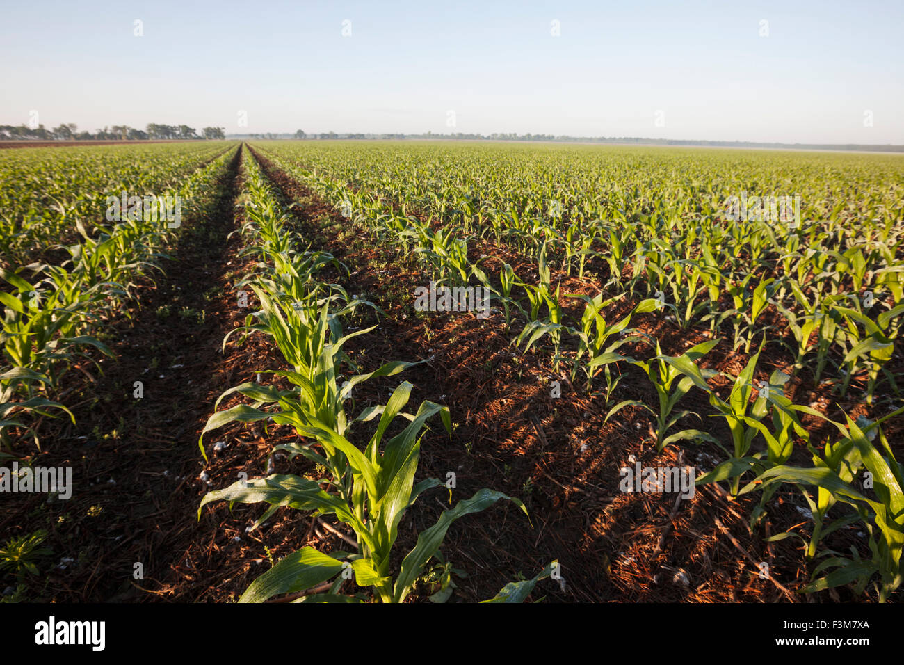 Sunrise cultivated corn field hi-res stock photography and images - Alamy