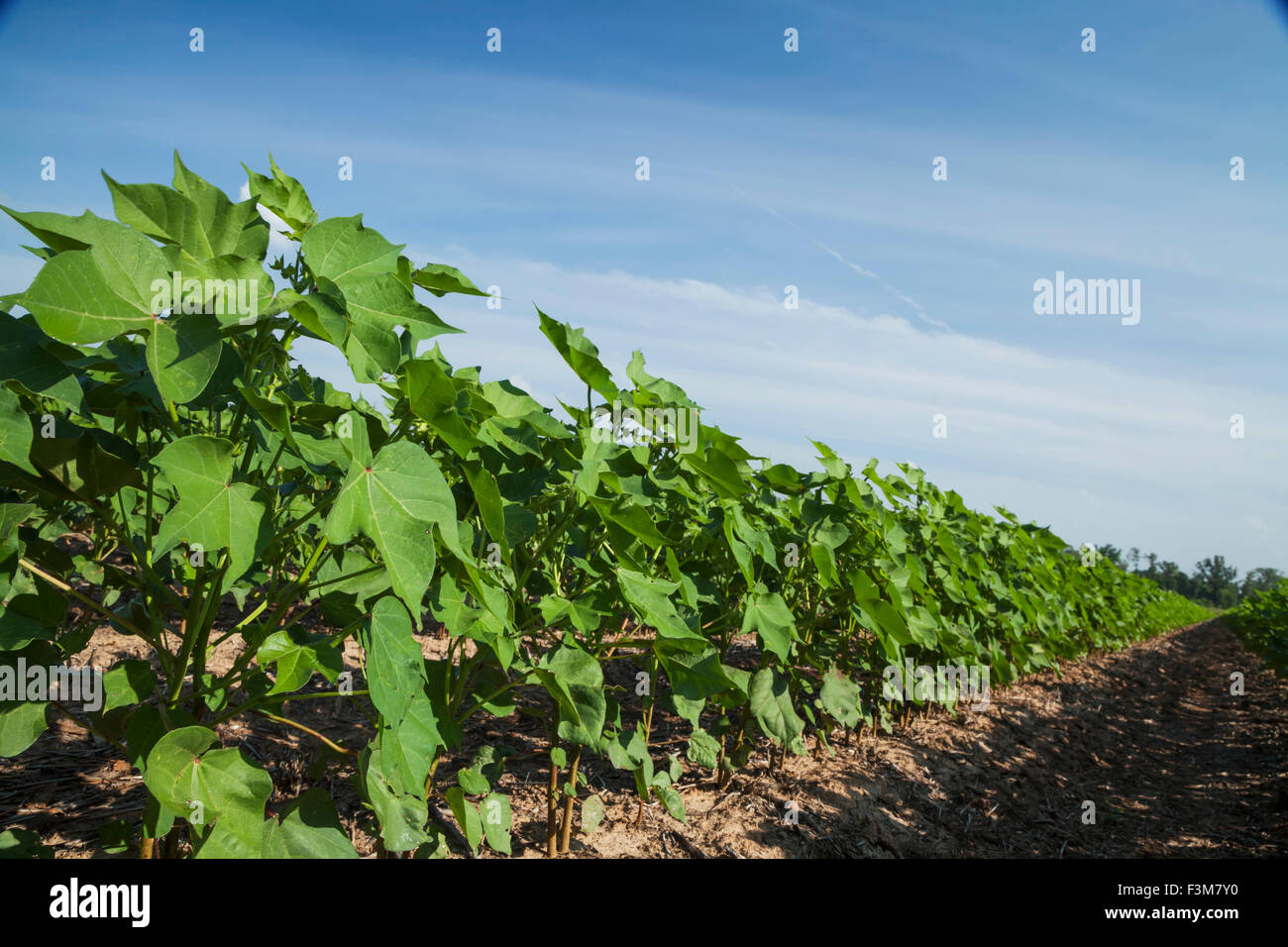 Cotton farm hires stock photography and images Alamy