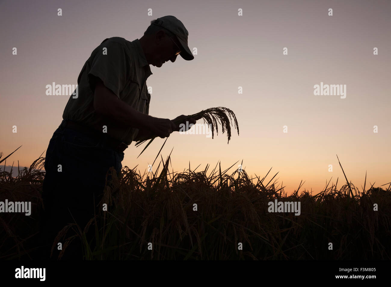Farmer silhouette hi-res stock photography and images - Alamy