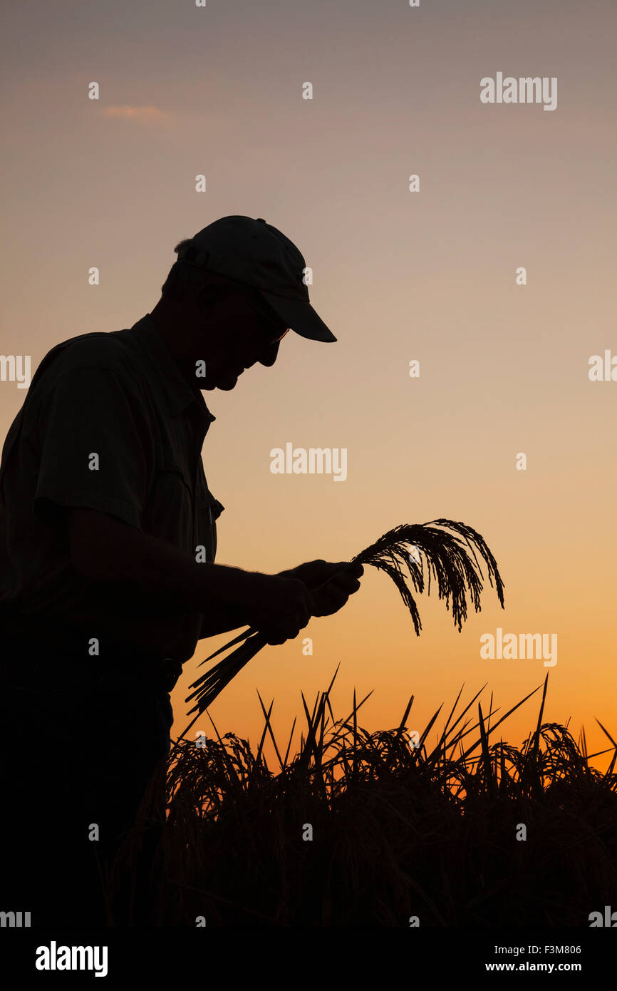 Farmer silhouette hi-res stock photography and images - Alamy