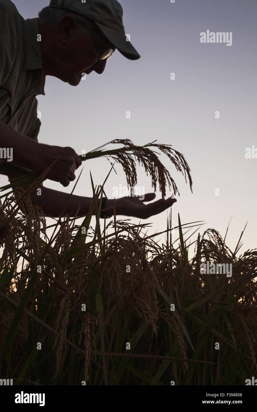 Farmer silhouette hi-res stock photography and images - Alamy