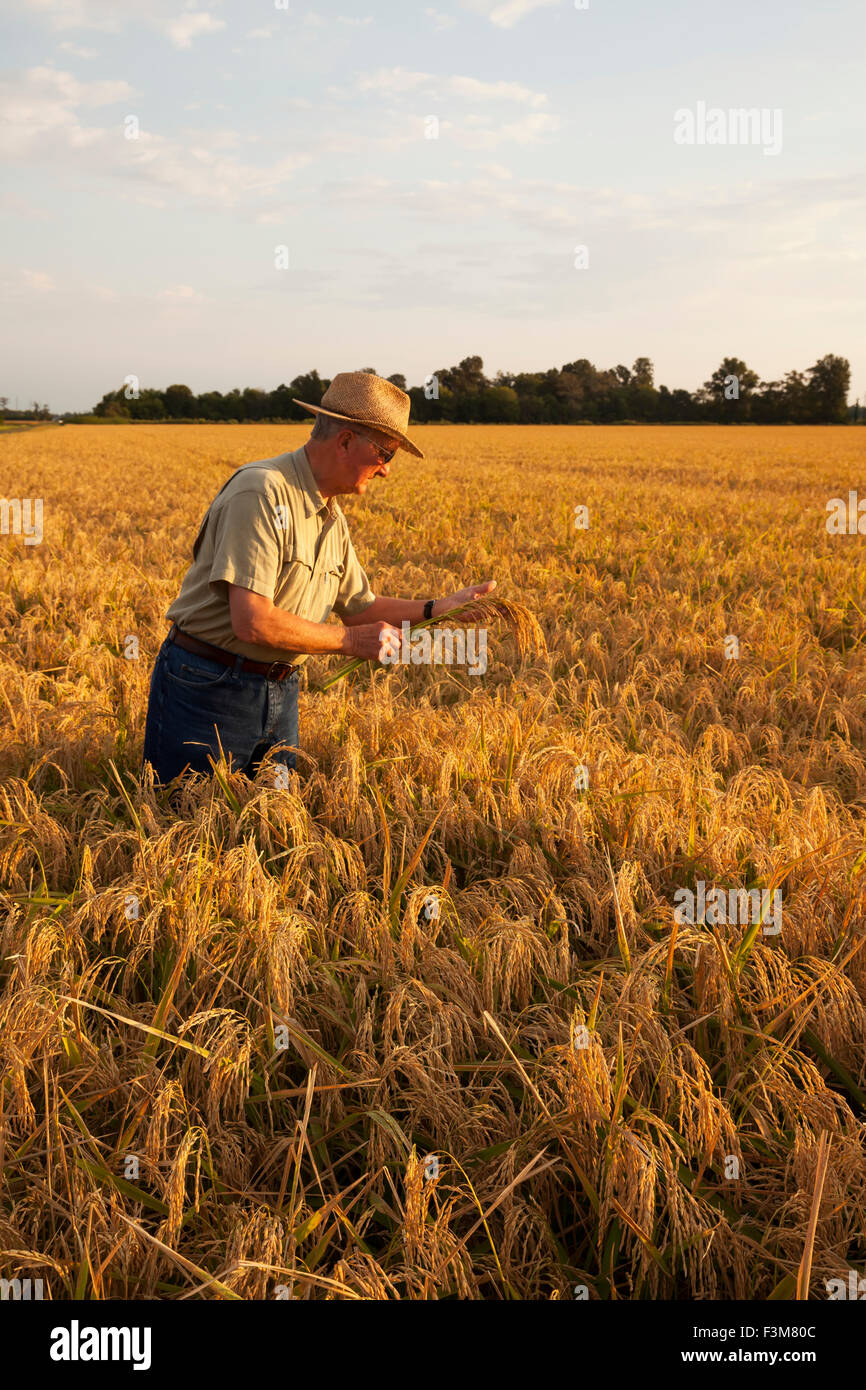 Field,Farmer,Scrutiny,Arkansas Stock Photo
