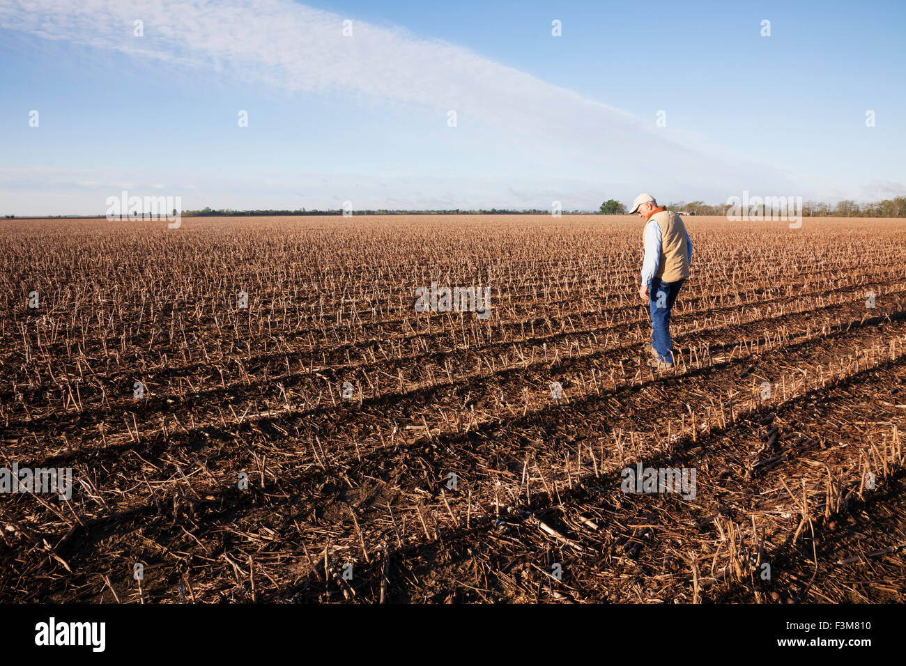 Arkansas,Farmer,Field,Scrutiny Stock Photo
