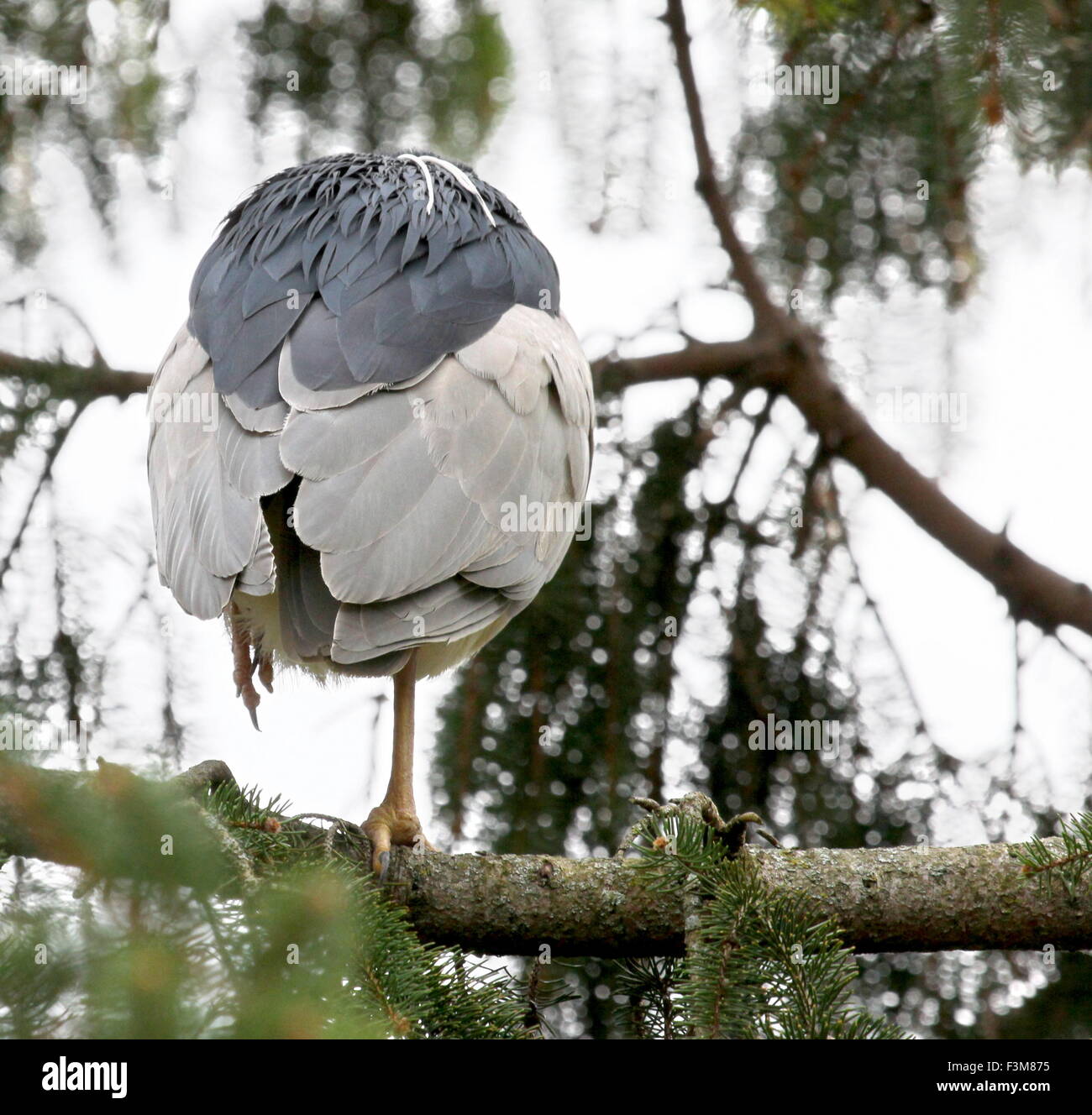 Heron crouching in a tree. Stock Photo