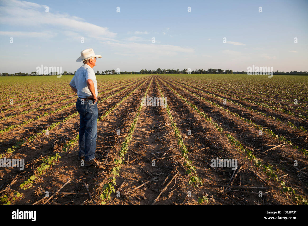 Cotton field and farmer hi-res stock photography and images - Alamy