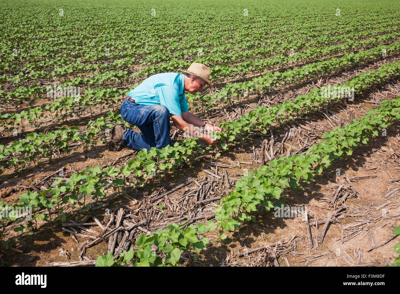 Field,Farmer,Scrutiny,Cotton,Arkansas Stock Photo