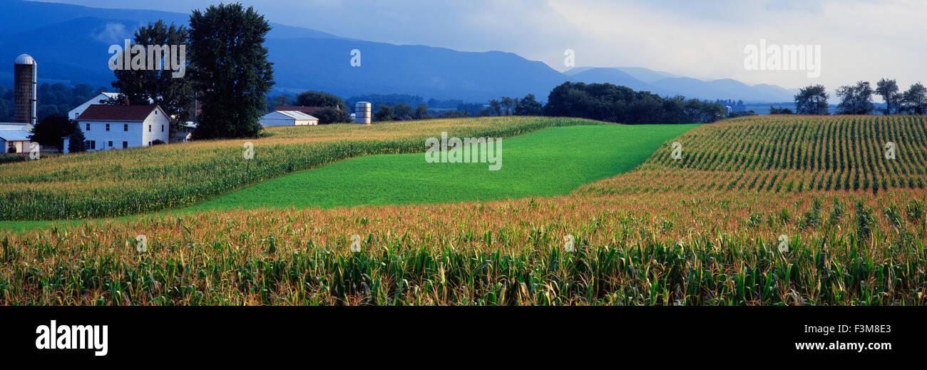 Field,Silo,Alfalfa,Farm,Lamar Stock Photo Alamy