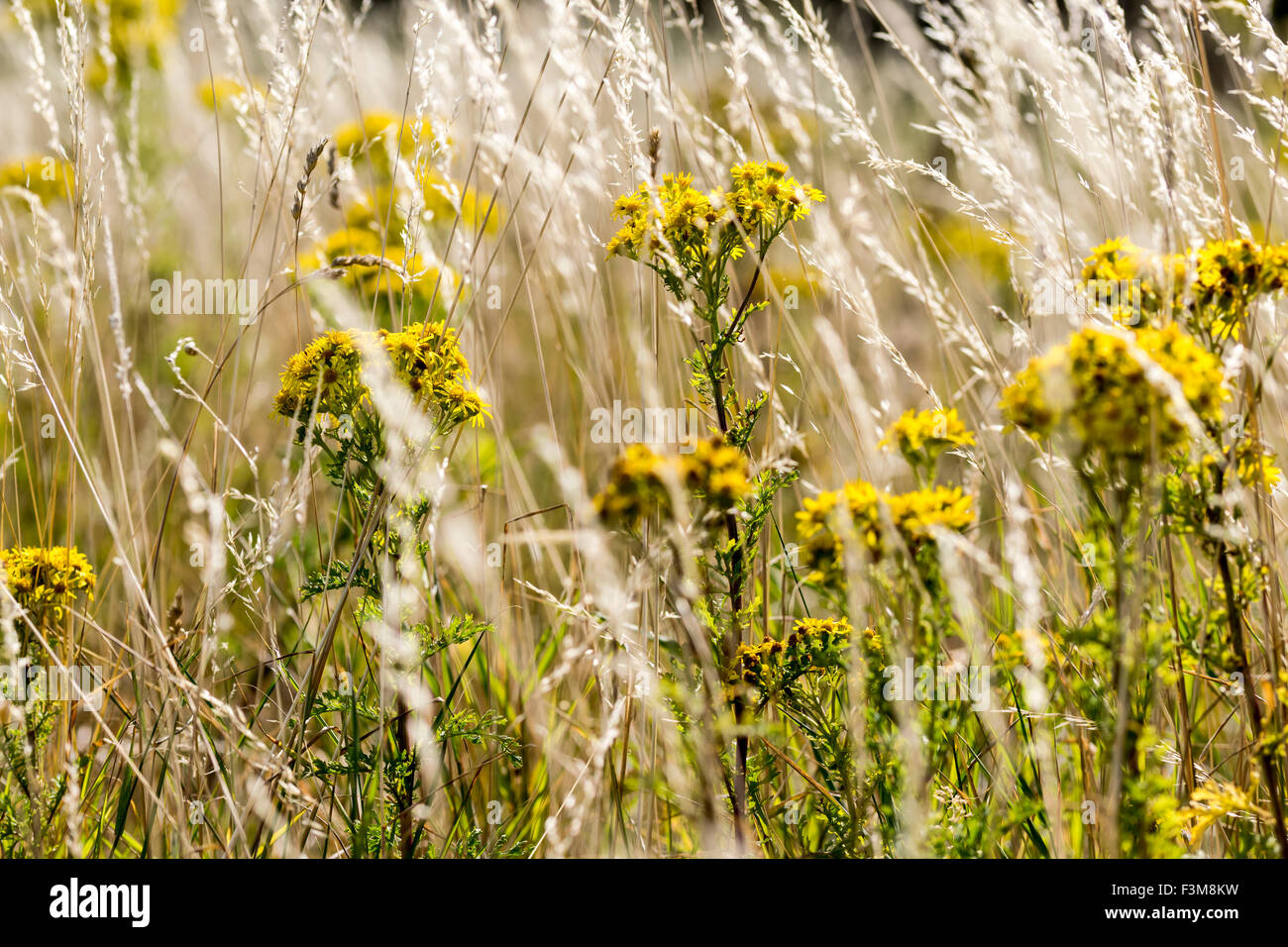 Common ragwort Senecio jacobaea Stock Photo - Alamy