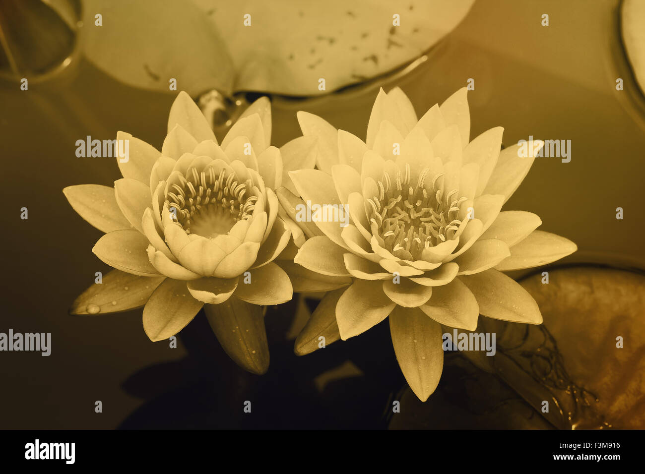 water lily in pond close up Stock Photo - Alamy