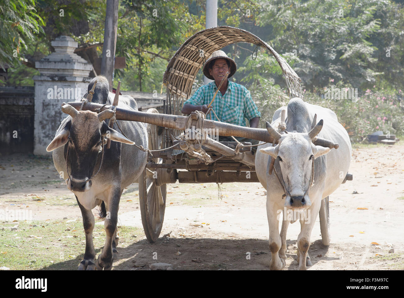 Livestock,Two Animals,Water Buffalo,Myanmar Stock Photo